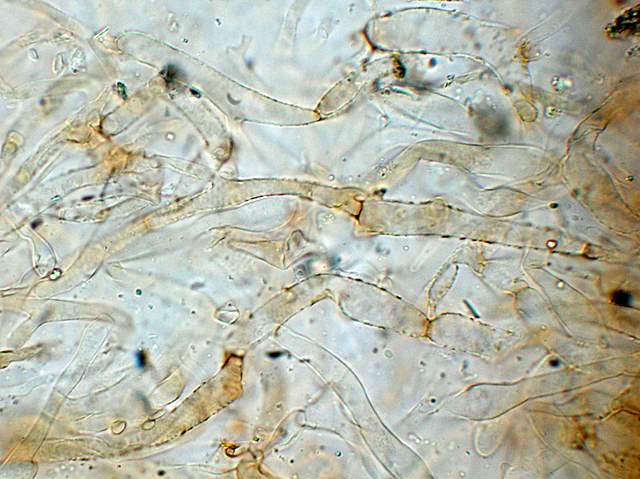 Galerina spec. Cod.: 0947-07
